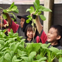 Kegiatan Outdoor Study Kelas II Ke KebunKita Pekanbaru